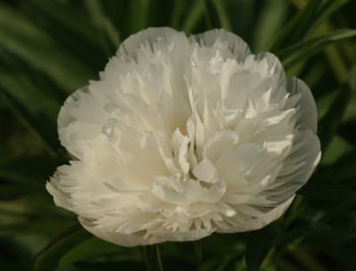paeonia_officinalis_alba_3324.jpg