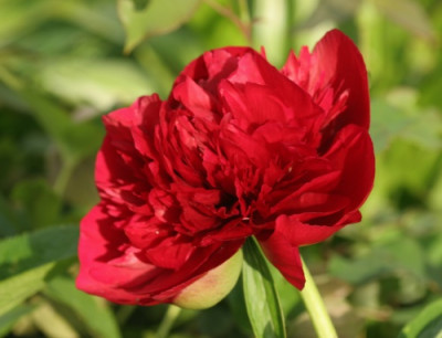 paeonia_officinalis_rubra_plena_3317.jpg