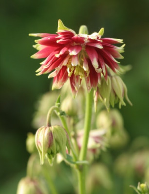 aquilegia_nora_barlow_3313.jpg