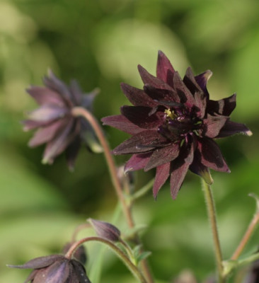aquilegia_miss_mi_huish_3338.jpg