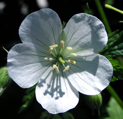 maculatum_album_licht.jpg