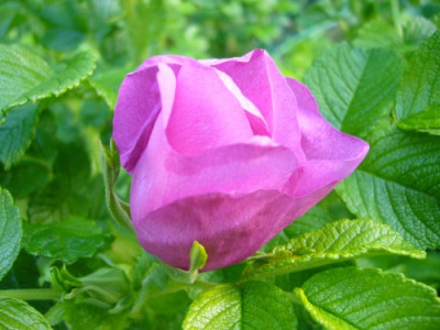 Rosa_rugosa.jpg