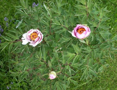 Fen_He_HS_26323_.jpg