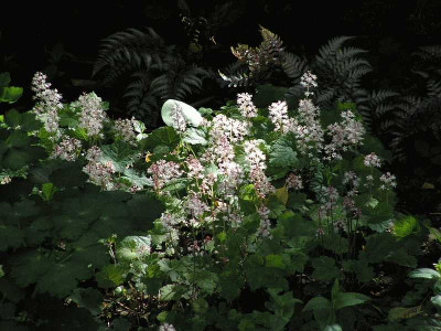 Tiarella.jpg