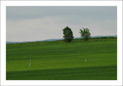 Feldansichten_2_16-05-2005.jpg