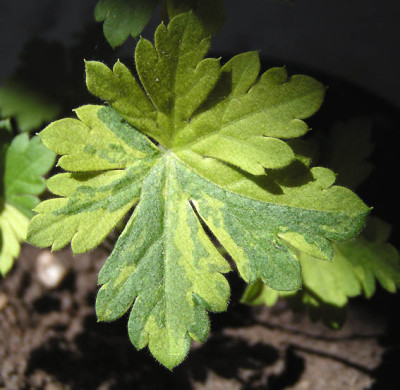 panaschiertes_cantabrigiense.jpg