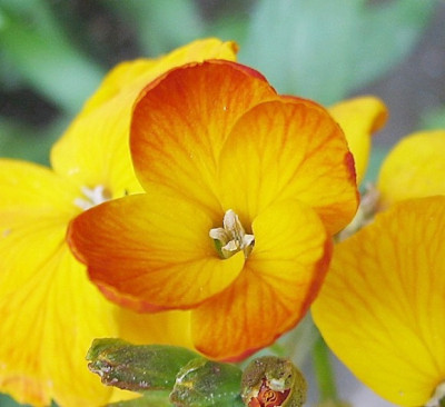 Goldlack17.05.06_025.jpg