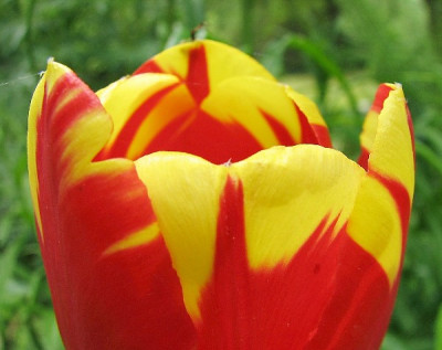 Tulpe17.05.06_009.jpg