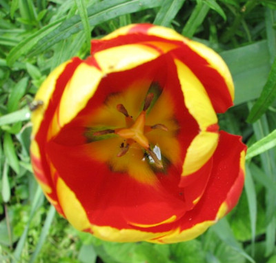 Tulpe-17.05.06_005.jpg