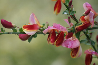 Ginster-Mai-02.jpg