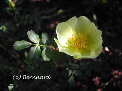 rosa_hugonis.jpg