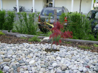 acer_palmatum.JPG
