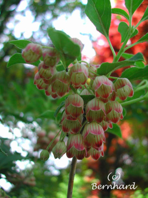 enkianthus_campanulatus_2.jpg