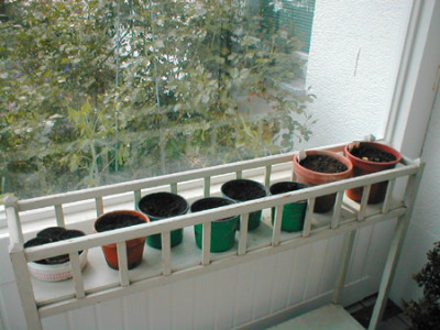 Tomaten3005.jpg