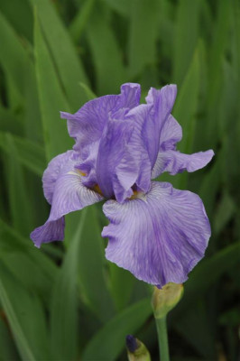2006H370_Large.JPG