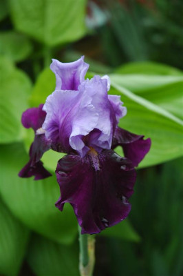 2006H372_Large.JPG