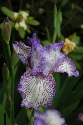 2006H373_Large.JPG