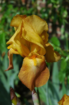 2006H374_Large.JPG