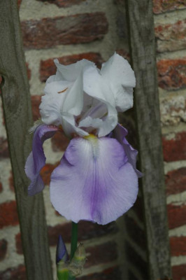 2006H376_Large.JPG