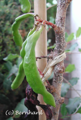 ceratonia_siliqua_1.jpg
