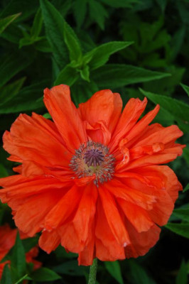 2006H386_Large.JPG