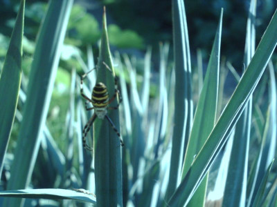 unbekannte_Spinne.jpg