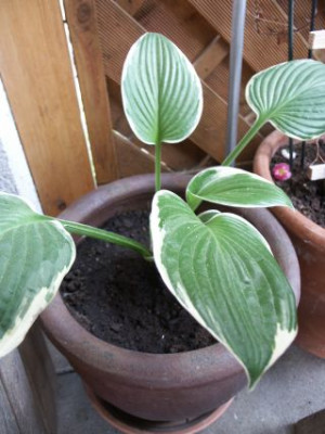 Hosta_neu01.jpg