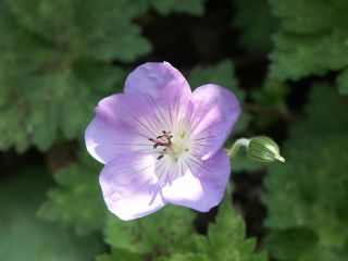 Geranium_neu-01.jpg