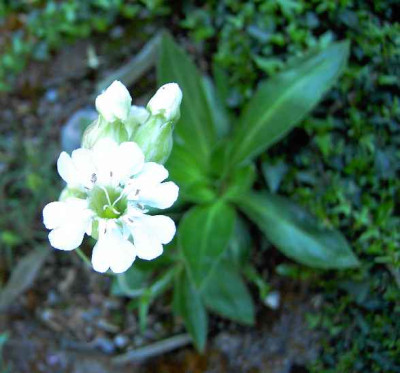 18.5.06._Silene_zawadshii_017.JPG