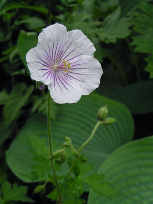 geranium_himalayense_derrick_cook.jpg