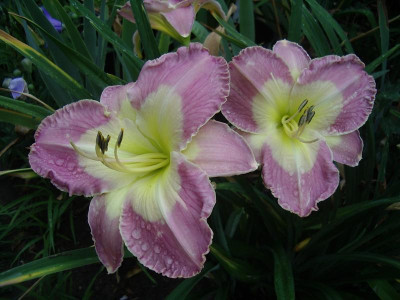 IMGP1367.JPG