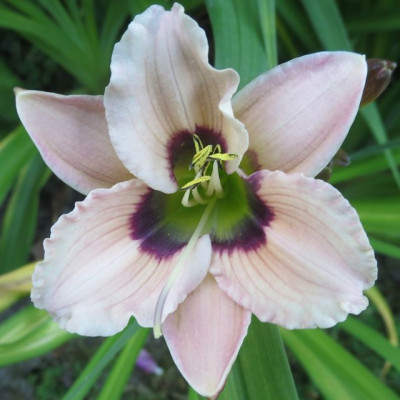 GT13-GA75b2 Augenfreude X Blue Flirt _2272.jpg