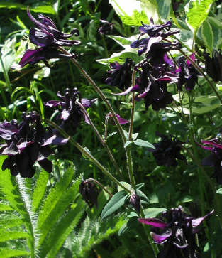 Schoene_Schwarze_1_3_1.jpg