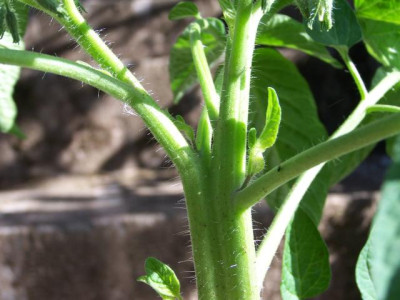 tomate_glacier.jpg