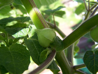 physalis_pruinosa_frucht.jpg