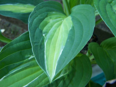 hosta_striptease.jpg
