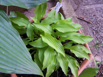 hosta_kleinerschelm.jpg