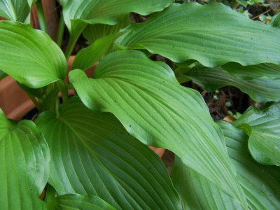 hosta_hirao.jpg