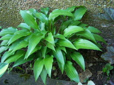 hosta_unbekannt.jpg