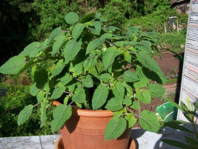 physalis_pruinosa.jpg