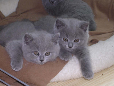 kittens_9_weken_en_tommie_002.jpg