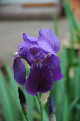 2006H392_Large.JPG