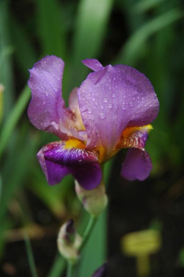 2006H393_Large.JPG