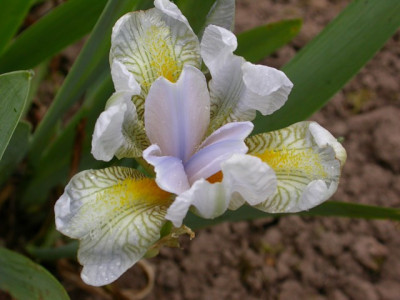 iris_lindewerra1_g.jpg
