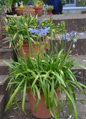 Agapanthus-blau-klein.15-2.jpg