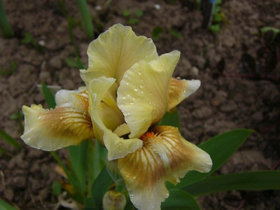 iris_peaches_and_cream1_g.jpg