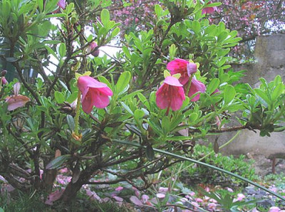 Rhododendron_campylogynum_myrtilloides_fars.jpg