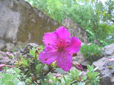 Rhododendron_calostrotum_ssp_keleticum_Radicans_fars.jpg