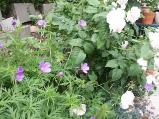 Rosenbeet06.jpg