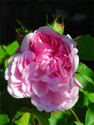 jacques_cartier_01.jpg